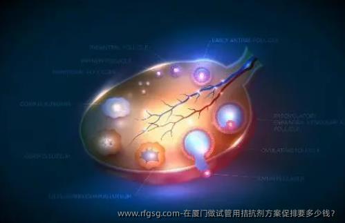 在廈門做試管用拮抗劑方案促排要多少錢？