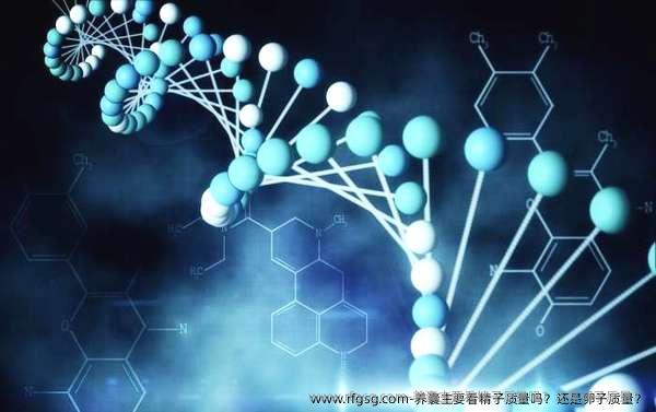 養(yǎng)囊主要看精子質(zhì)量嗎？還是卵子質(zhì)量？