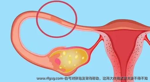 白芍對卵泡發(fā)育有幫助，這兩大作用試管夫妻不得不知